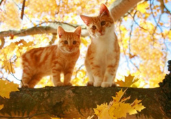 Two Kittens on the Tree