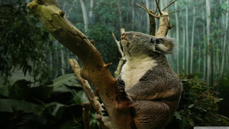 koala_in_tree.jpg
