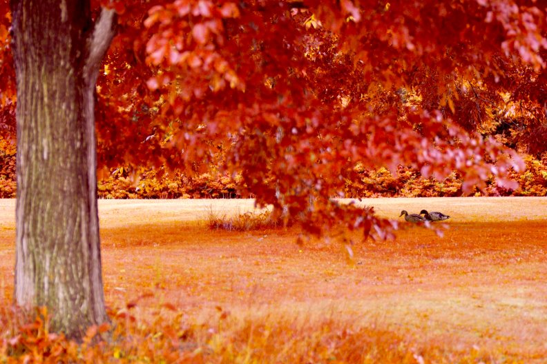 autumn_walk.jpg