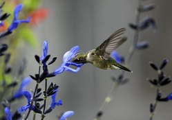 HUMMINGBIRD WITH BLUE FLOWER