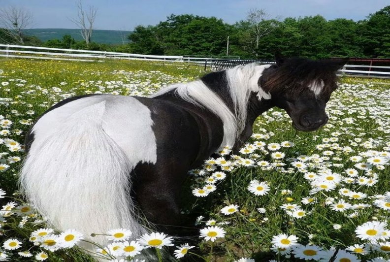 ♞Horse in Field of Daisies♞