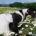 ♞Horse in Field of Daisies♞