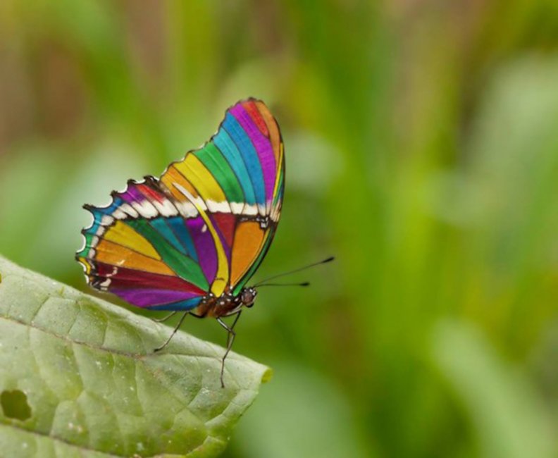 rainbow_butterfly.jpg