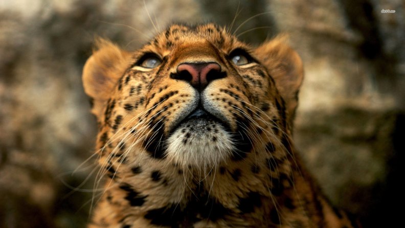 Beautiful Leopard