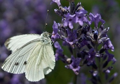 Butterfly And Purple Flowers