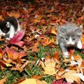 Fall Kittens