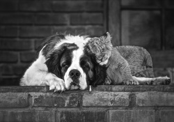 Dog and lion