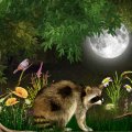 Full Moon Raccoon