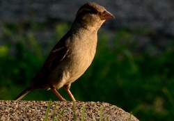 Macro Sparrow