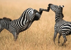zebra kick to the jaw