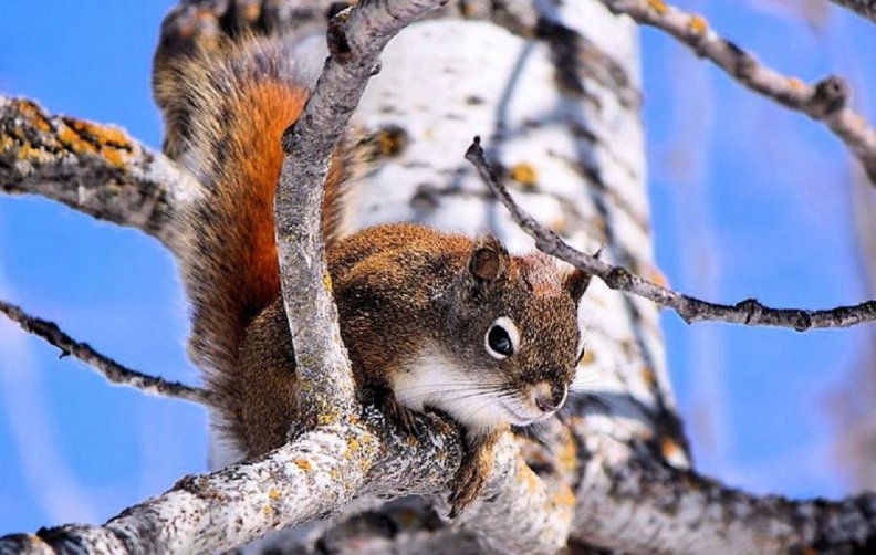 cute working squirrel