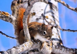 cute working squirrel