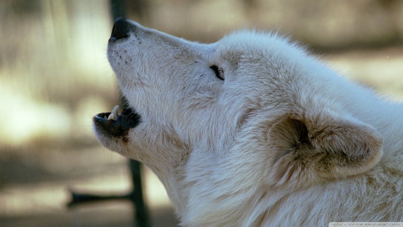 white_wolf_howling_by_dave_johnson.jpg