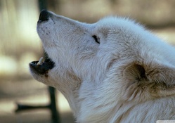white wolf howling by dave johnson