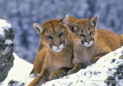 Mountain Lion Mother and Cub