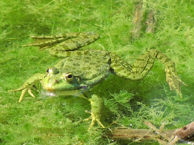 frog_in_pond.jpg