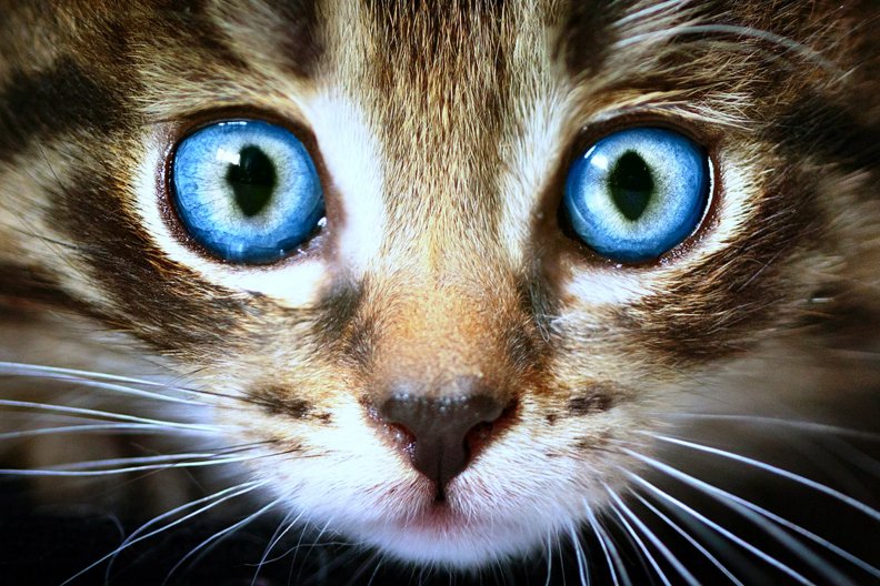 big_blue_eyes.jpg