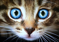 Big Blue Eyes