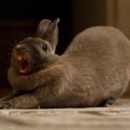 Bunny,yawning,stretching