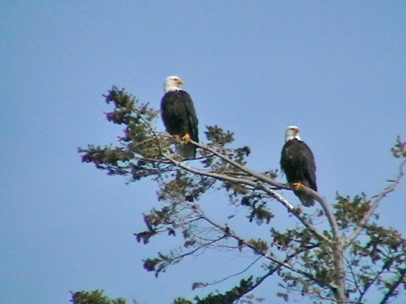 bald_eagles_on_vancouver_island.jpg