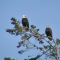 Bald Eagles on Vancouver Island