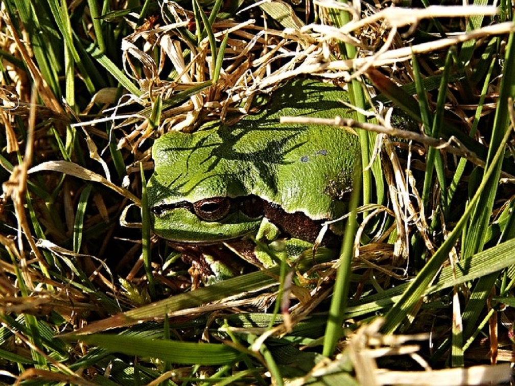 FROG IN GRASS
