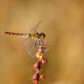 First dragonfly