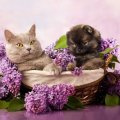 Lilacs Cats