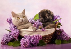 Lilacs Cats