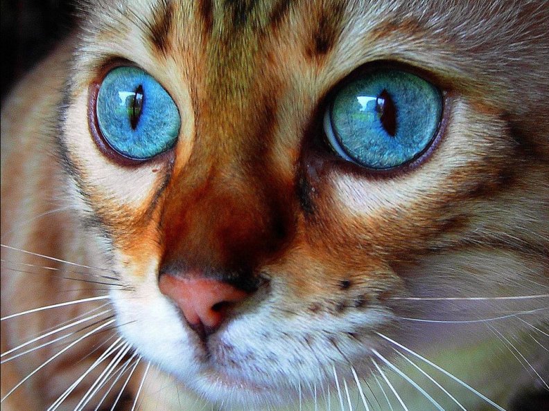 beautiful_blue_eyes.jpg
