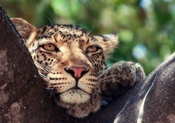 Beautiful Jaguar