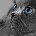grey persain cat