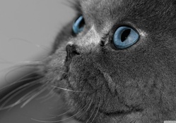 grey persain cat