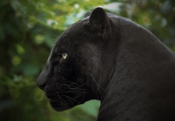 Black Panther _ Leopard