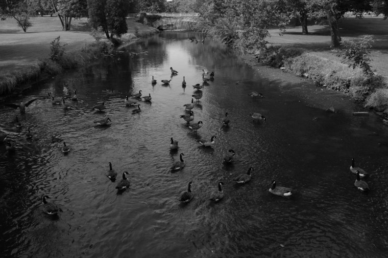 ducks_in_a_pond.jpg