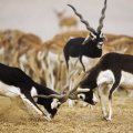 blackbuck antelopes