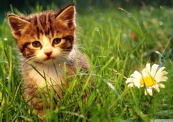 cute kitten near a flower