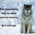 wolf wisdom