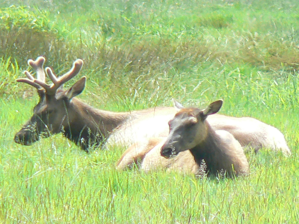 Relaxing Elk