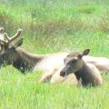 Relaxing Elk