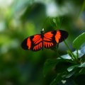 PRETTY ORANGE AND BLACK BUTTERFLY