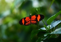 PRETTY ORANGE AND BLACK BUTTERFLY