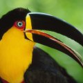 Brightly_colored Toucan