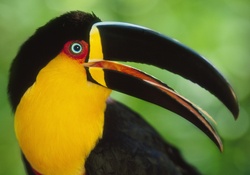 Brightly_colored Toucan
