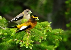 Lovely Birds on the Tree