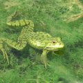 GREEN FROG IN PONDS