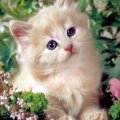 kitten in flowers