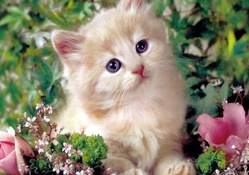 kitten in flowers