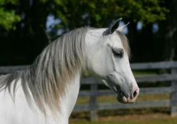 BEAUTIFUL GREY HORSE