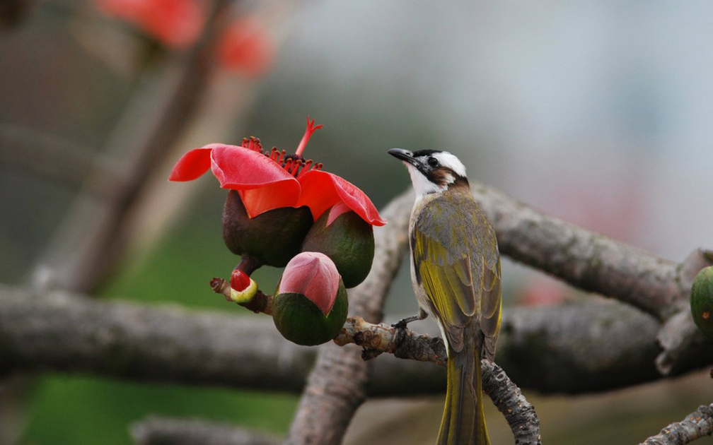 Flower and Bird